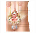 性功能異常不育